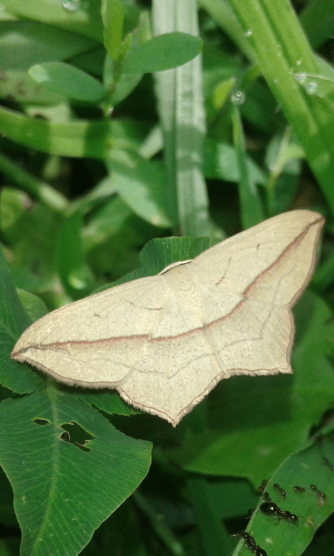 Formicidae:  Monomorium sp.